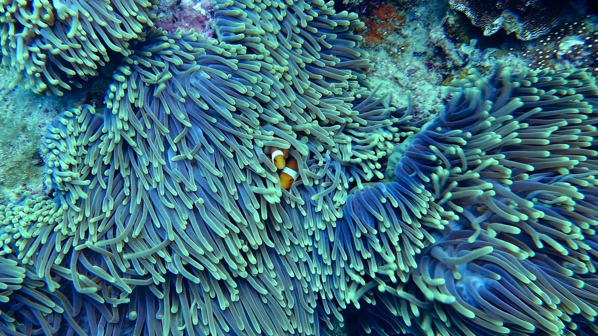 Arrecife de coral en Australia