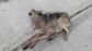 Hasta 26 lobos han muerto atropellados entre Madrid y Segovia: este es el 'tri&aacute;ngulo de la muerte' que est&aacute; acabando con la especie