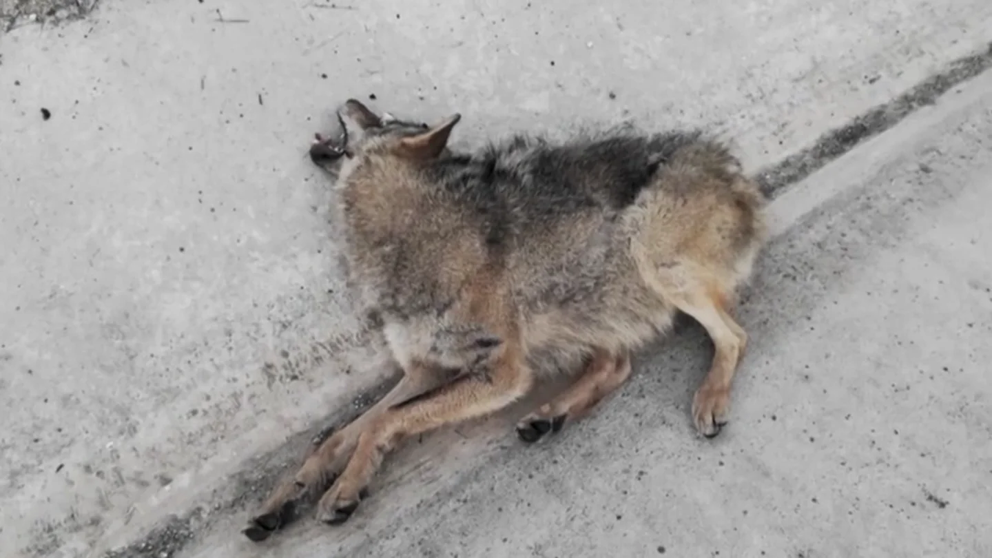 Hasta 26 lobos han muerto atropellados entre Madrid y Segovia: este es el 'triángulo de la muerte' que está acabando con la especie Hasta 26 lobos han muerto atropellados entre Madrid y Segovia: este es el 'triángulo de la muerte' que está acabando con la especie