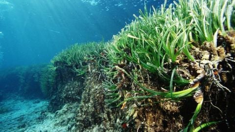 Posidonia Oceánica