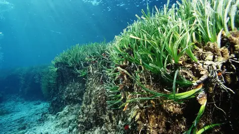 Posidonia Oceánica Posidonia Oceánica