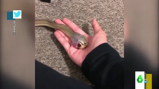 El impactante vídeo en el que una serpiente se come un huevo El impactante vídeo en el que una serpiente se come un huevo