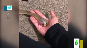 El impactante vídeo en el que una serpiente se come un huevo