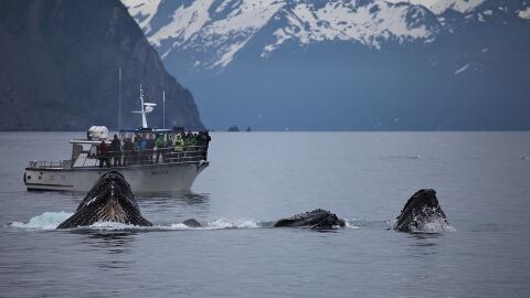 Ballenas jorobadas
