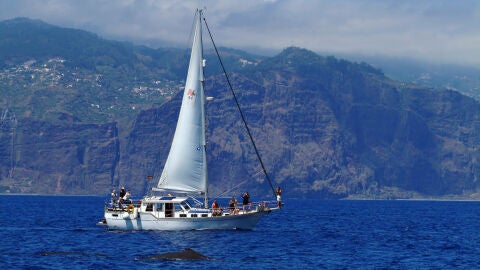 Delfines en Madeira