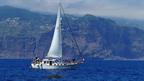 Delfines en Madeira Delfines en Madeira