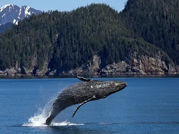 Ballenas jorobadas Ballenas jorobadas