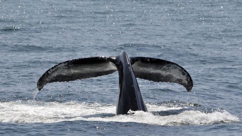 Ballenas jorobadas