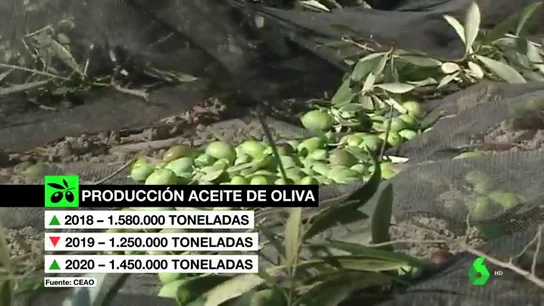 Recoger aceitunas en tiempos de covid: el trabajo se ralentiza y falta mano de obra Recoger aceitunas en tiempos de covid: el trabajo se ralentiza y falta mano de obra