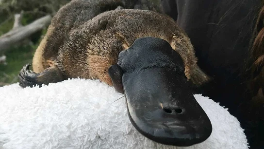 Imagen de archivo de un ornitorrinco Imagen de archivo de un ornitorrinco