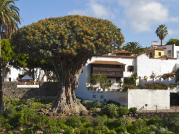 Icod de los Vinos, Santa Cruz de Tenerife