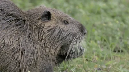 El coipú, una rata acuática que trajo la industria peletera para hacer terciopelo y que ha invadido el Parque Ecológico de Plaiaundi El coipú, una rata acuática que trajo la industria peletera para hacer terciopelo y que ha invadido el Parque Ecológico de Plaiaundi