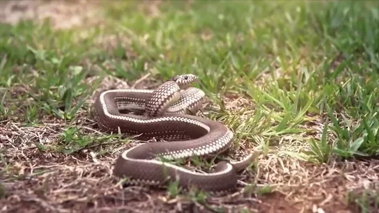 La amenaza de la culebra real de California: "una máquina de devorar" que está acabando con el lagarto gigante de Gran Canaria La amenaza de la culebra real de California: "una máquina de devorar" que está acabando con el lagarto gigante de Gran Canaria