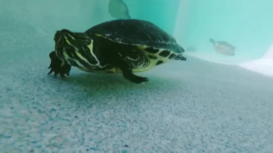 Cuando un animal exótico "molesta en casa": estas son las consecuencias del abandono de galápagos americanos o cerdos vietnamitas Cuando un animal exótico "molesta en casa": estas son las consecuencias del abandono de galápagos americanos o cerdos vietnamitas