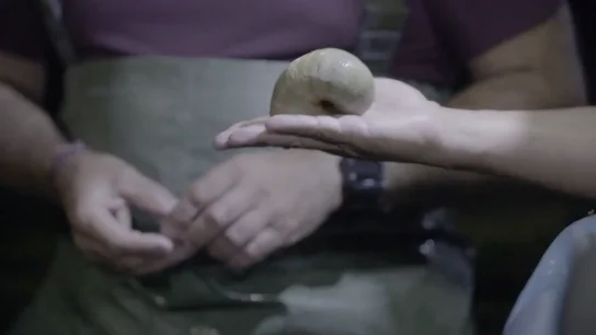 A la 'caza' del caracol manzana en el río Ebro: una especie invasora de la que han retirado 20.000 ejemplares en siete años A la 'caza' del caracol manzana en el río Ebro: una especie invasora de la que han retirado 20.000 ejemplares en siete años