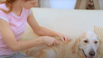 Escáner AI AlphaDo Pet