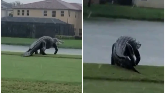 Un caimán gigante Un caimán gigante