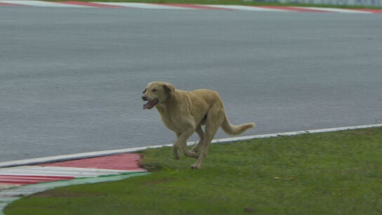 Un perro se da una vuelta por Turqu&iacute;a