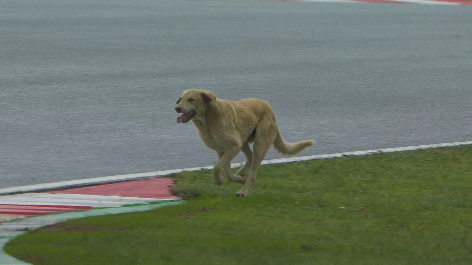 Un perro se da una vuelta por Turquía