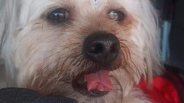 Imagen del perro al que han cortado la lengua por accidente en Brasil