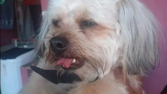 Imagen del perro al que han cortado la lengua por accidente en una peluquería canina de Sao Paulo Imagen del perro al que han cortado la lengua por accidente en una peluquería canina de Sao Paulo