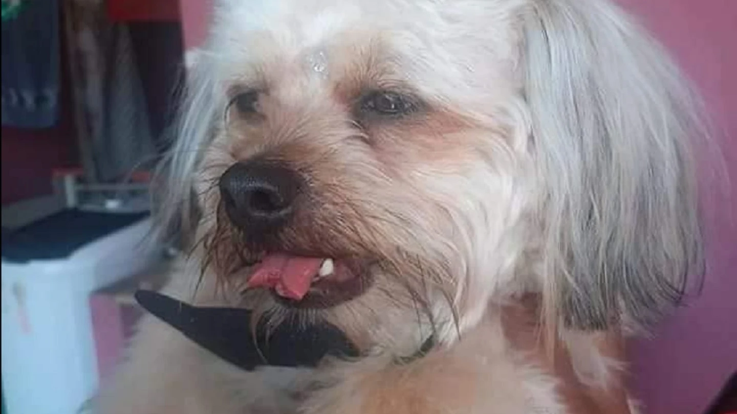 Imagen del perro al que han cortado la lengua por accidente en una peluquería canina de Sao Paulo Imagen del perro al que han cortado la lengua por accidente en una peluquería canina de Sao Paulo