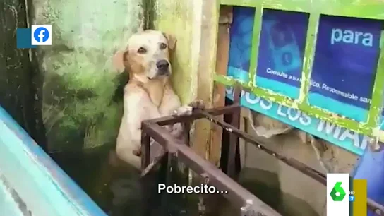 perro perro