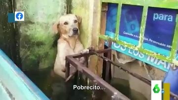 perro