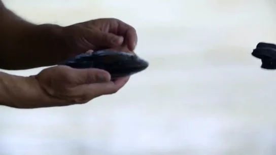 Las almejas de río, uno de los indicadores de la buena calidad del agua que ya ha perdido el 80% de su población Las almejas de río, uno de los indicadores de la buena calidad del agua que ya ha perdido el 80% de su población