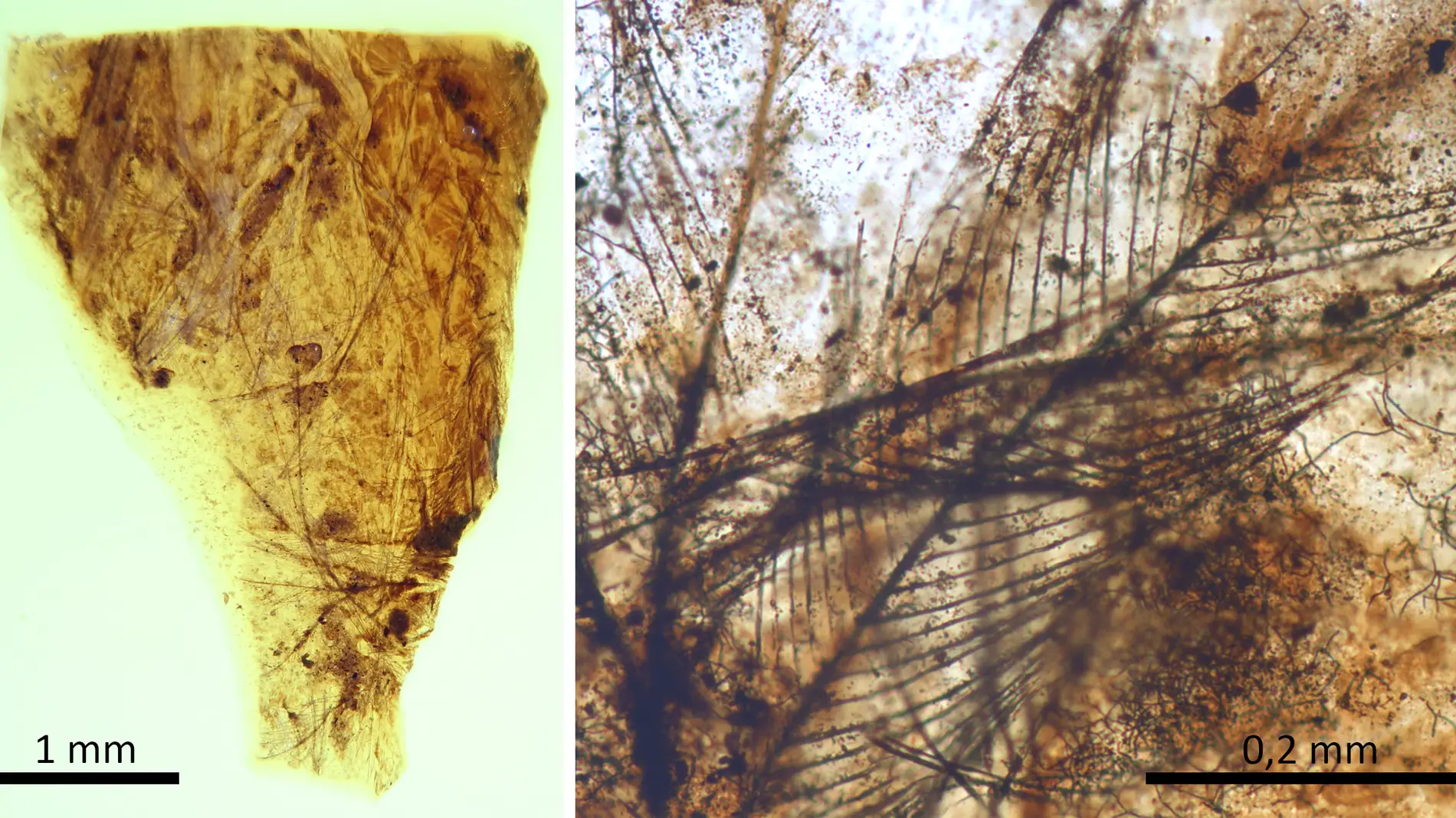 Hallan en Teruel los pelos de mamifero mas antiguos conservados en ambar