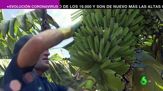 El plátano canario, contra los recortes de los fondos europeos: el sector otorga trabajo a más 15.000 familias de las islas El plátano canario, contra los recortes de los fondos europeos: el sector otorga trabajo a más 15.000 familias de las islas