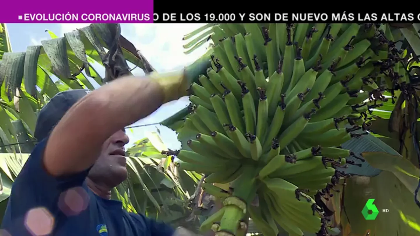 El plátano canario, contra los recortes de los fondos europeos: el sector otorga trabajo a más 15.000 familias de las islas El plátano canario, contra los recortes de los fondos europeos: el sector otorga trabajo a más 15.000 familias de las islas