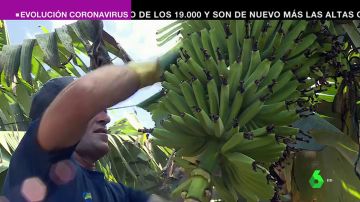 El plátano canario, contra los recortes de los fondos europeos: el sector otorga trabajo a más 15.000 familias de las islas