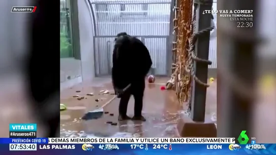 Las sorprendentes imágenes de un chimpancé limpiando su jaula con una escoba Las sorprendentes imágenes de un chimpancé limpiando su jaula con una escoba