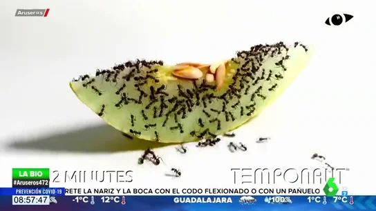 El hipnótico 'time.lapse' que muestra cómo un grupo de hormigas devoran una rodaja de melón en 72 horas El hipnótico 'time.lapse' que muestra cómo un grupo de hormigas devoran una rodaja de melón en 72 horas
