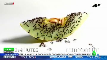 El hipnótico 'time.lapse' que muestra cómo un grupo de hormigas devoran una rodaja de melón en 72 horas
