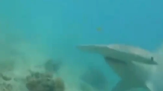 Tiburón martillo Tiburón martillo