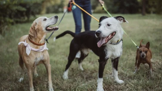 Desde ahora tus mascotas también tendrán DNI Desde ahora tus mascotas también tendrán DNI