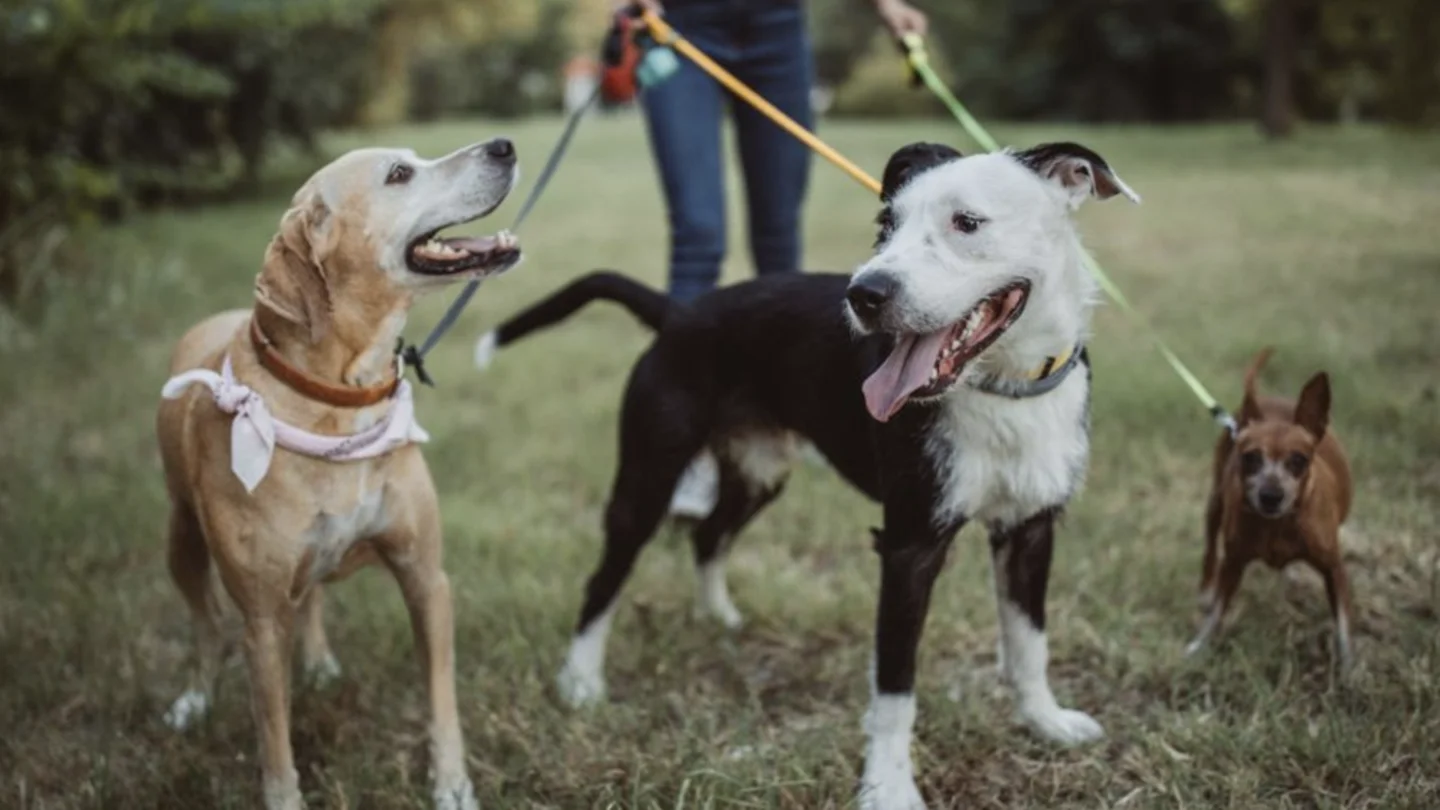 Desde ahora tus mascotas también tendrán DNI Desde ahora tus mascotas también tendrán DNI