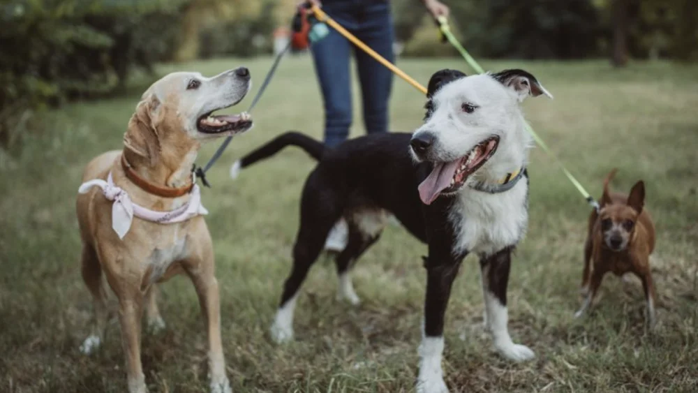 Desde ahora tus mascotas también tendrán DNI