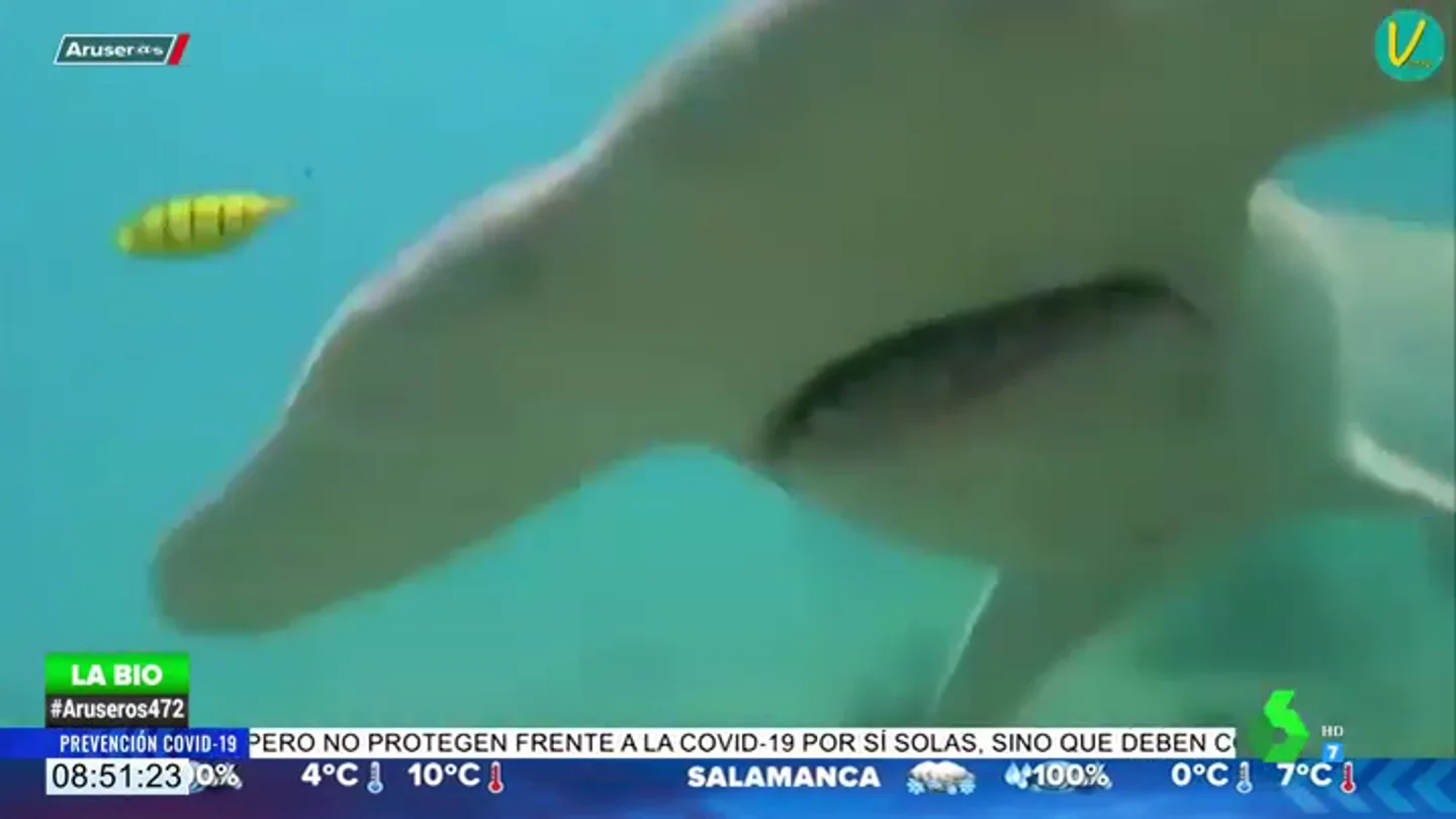 La lucha agónica entre un buzo y un tiburón martillo que huye tras recibir un golpe con un bastón de cámara La lucha agónica entre un buzo y un tiburón martillo que huye tras recibir un golpe con un bastón de cámara