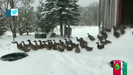 El vídeo viral del temporal: la divertida reacción de unos patos al salir a la calle en plena bajada de temperaturas El vídeo viral del temporal: la divertida reacción de unos patos al salir a la calle en plena bajada de temperaturas