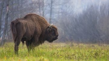 El bisonte europeo se recupera