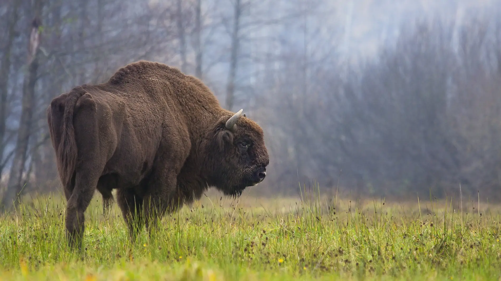 El bisonte europeo se recupera