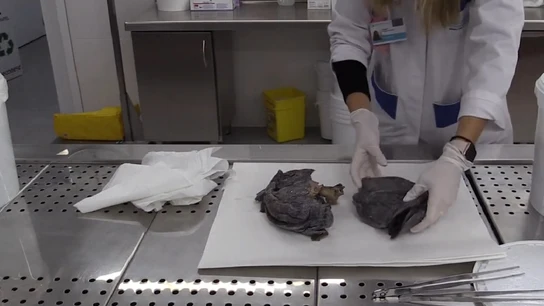 Imagen del laboratorio de la Fundación Jiménez Díaz donde se practican autopsias. Imagen del laboratorio de la Fundación Jiménez Díaz donde se practican autopsias.