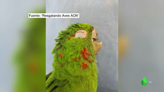 LORO LORO