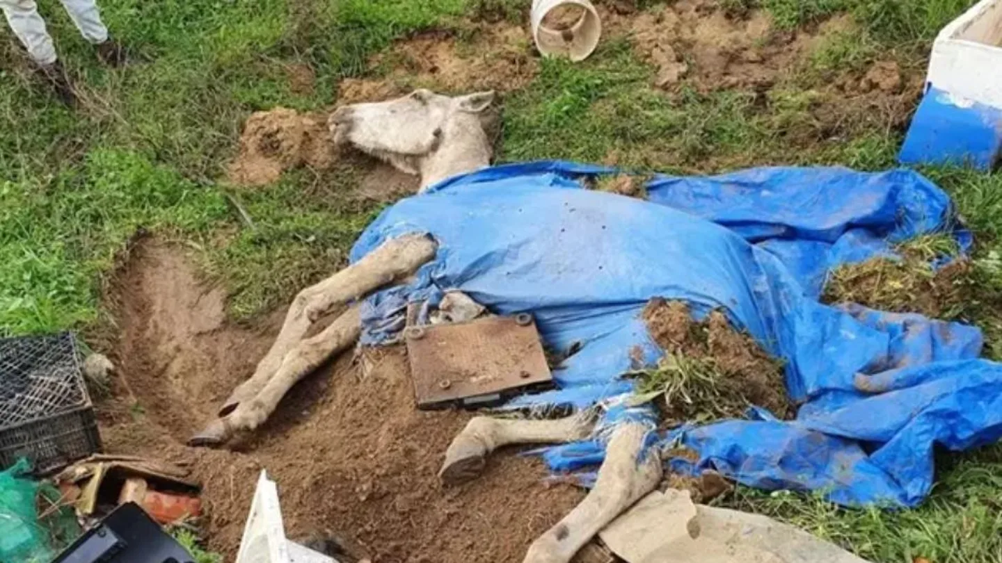 Imagen del caballo semienterrado vivo Imagen del caballo semienterrado vivo