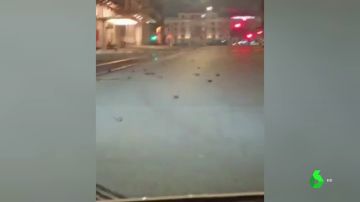 Pájaros muertos en Roma