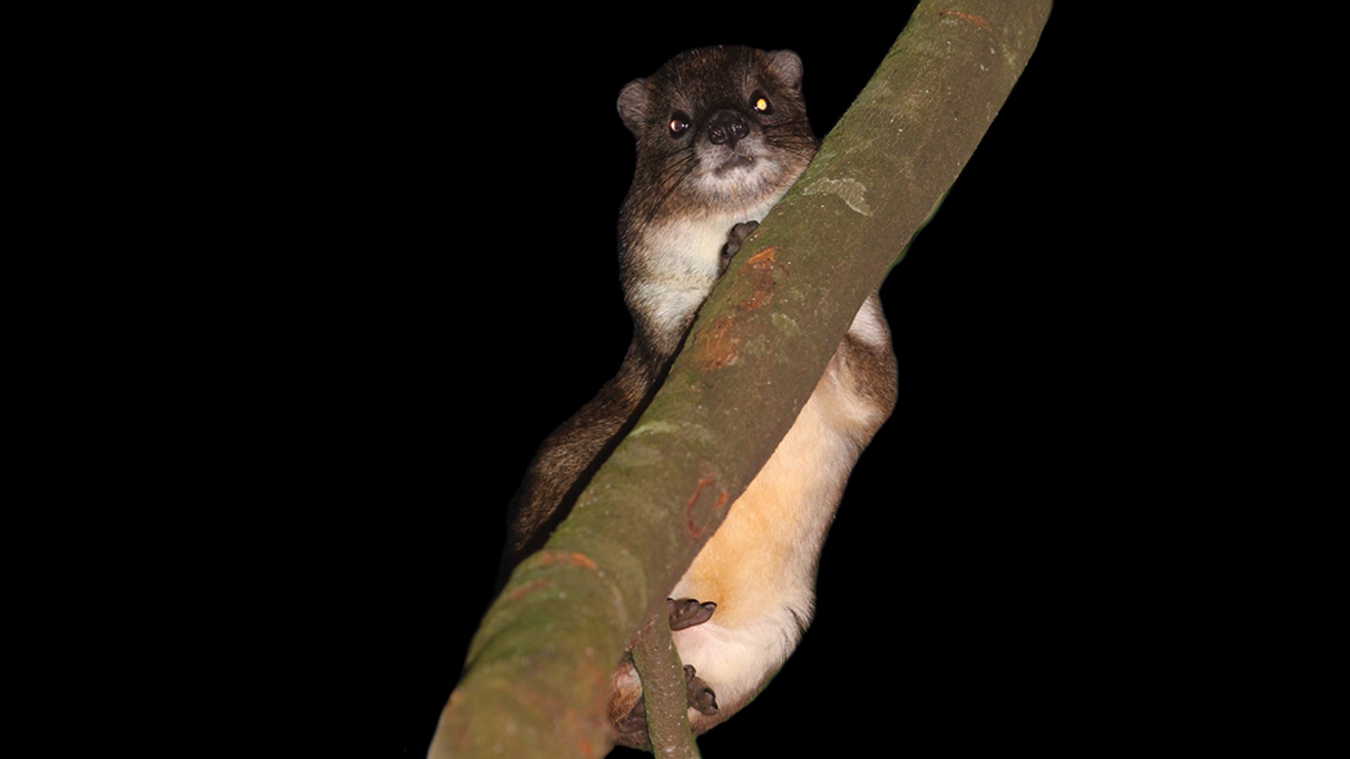 Damán arborícola