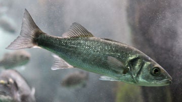 Las olas de calor marinas provocan cambios permanentes en la expresion genica de los peces